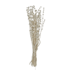 Dried Natural Lions Tail Bunch